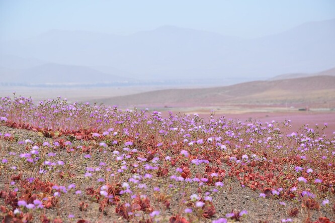 Naposledy takto rozkvetla Atacama v říjnu 2015 a podle agentury EFE k takovému úkazu dochází jednou za pět až sedm let, v době, kdy je na jižní polokouli jaro.