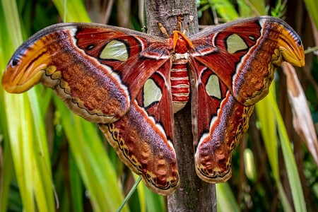 V pražském motýlím domě Papilonia se v úterý vylíhl atlas velký, který je co do plochy křídel považován za největšího motýla na světě. / Ilustrační foto