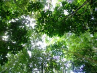 Tropický les
