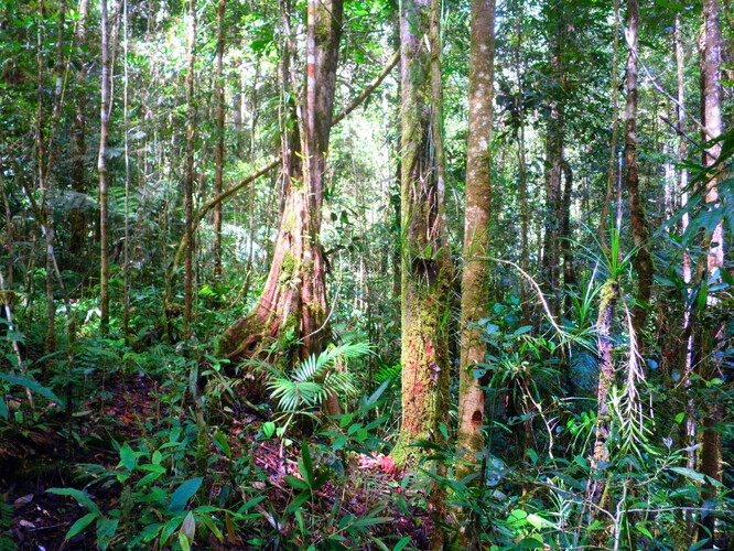 Tropický les na Borneu.