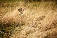 suchá tráva