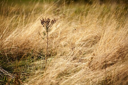 Někteří lidé požadují pečlivé sečení trávy kvůli alergiím a klíšťatům, druhá skupina obyvatel by uvítala menší četnost sečí. Často sečená tráva má podle Loky negativní vliv na hmyzí populaci. / ilustrační foto