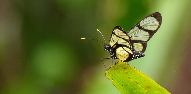 Babočka druhu Methona confusa se vyznačuje průsvitnými křídly.