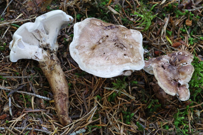 Bělozub nafialovělý (Bankera violascens) je vzácná lošákovitá houba rostoucí pod smrky, často v blízkosti jedlí.