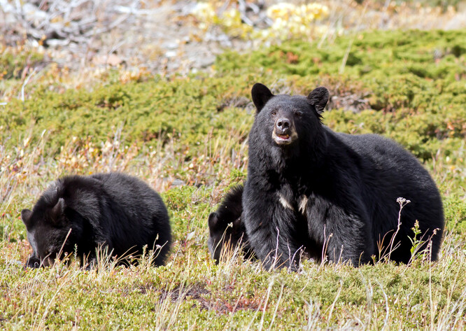 V městečku Jasper bylo v poslední době spatřeno nejméně deset medvědů. Ilustrační foto