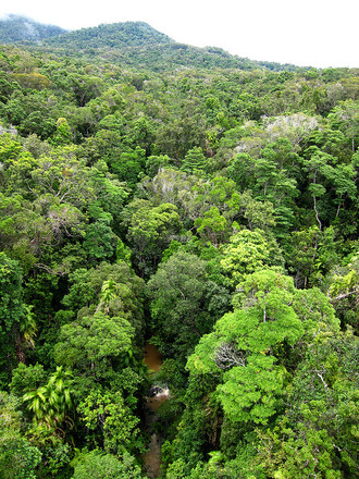Národní park Barron Gorge leží v těsné blízkosti města Cairns. Nad částí jeho lesů vede visutá lanovka, z níž se dá dobře pozorovat horní patro pralesa