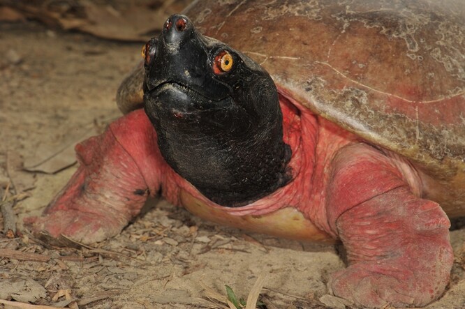 Želva je zajímavá také pro svůj sezónní sexuální dichromatismus, tedy tím, že v období páření se samci zbarvují. "Hlava a horní část krku se jim vybarví do černé, v níž jasně září zelenožluté oči, ostatní masité části těla jsou karmínově červené. Takovou barevnou kombinaci nenajdeme u žádné jiné želvy světa," vysvětil kurátor.