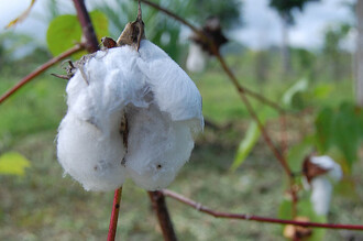 Textilní průmysl je podle autorů filmu True Cost druhým nejvíce znečišťujícím odvětvím na světě. Pesticidy, které se používají k pěstování bavlny, poškozují zdraví nejen farmářům v rozvojových zemích