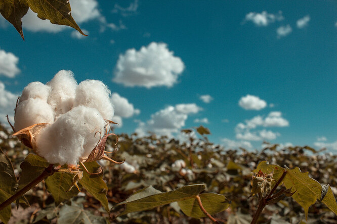 Zákaz by mohl mít dalekosáhlé dopady na americký maloobchod i na výrobce oděvů a potravin, poznamenal Reuters. Čína je producentem asi 20 procent světové bavlny a většina jí pochází právě ze Sin-ťiangu.