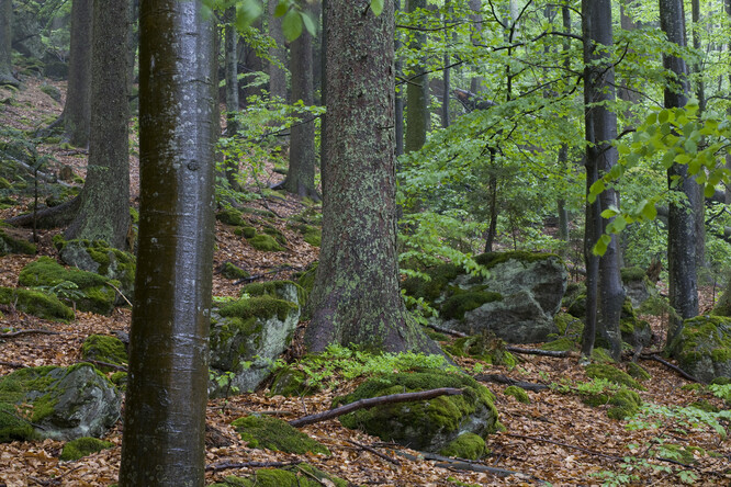 Bavorský les navíc navýší bezzásahové území na 75 procent rozlohy rezervace.