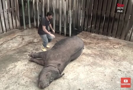 Poslední v Malajsii žijící samec nosorožce sumaterského uhynul.