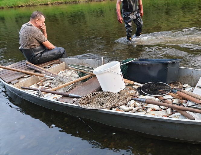 Rybáří odlovující mrtvé ryby po otravě řeky Bečvy v září 2020.