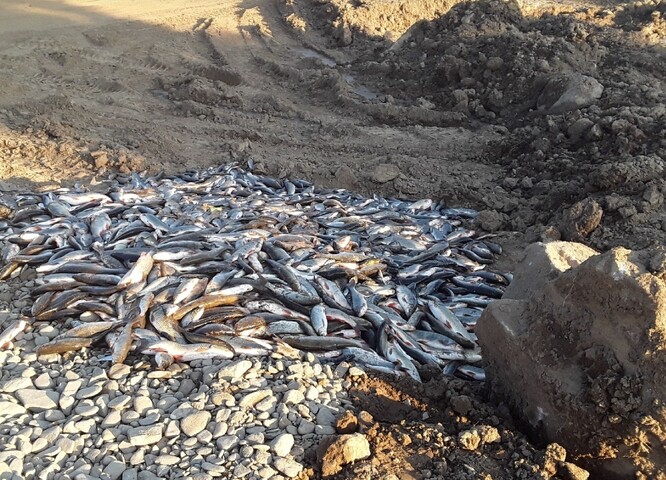 Mrtvé ryby z otrávené Bečvy, ilustrační snímek.