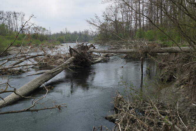 Bečva u Hustopečí nad Bečvou. Bečva u Hustopečí nad Bečvou.