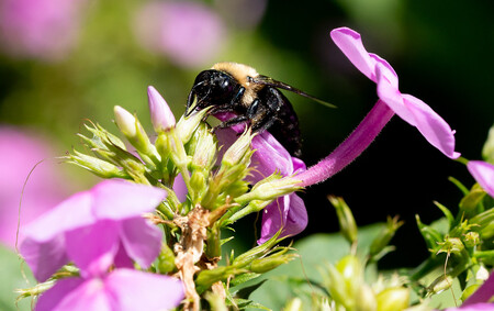 Včely opylují divoké rostliny i pěstované podiny.