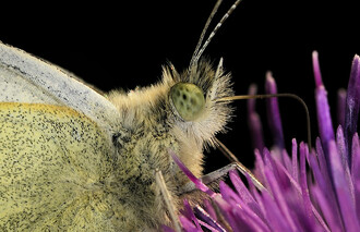 Mezi nejrozšířenější a zároveň nejhojnější krkonošské motýli patří bělásci. Na snímku bělásek zelný.