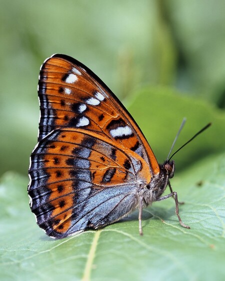 Rub křídel vzácného motýla bělopáska topolového je tak krásně zabarvený, že mezi našimi denními motýly nemá konkurenci.