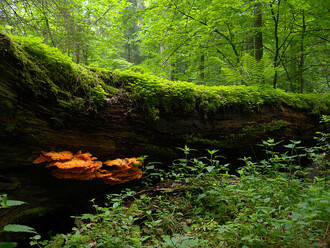 Od roku 1979 je Bělověžský prales na seznamu světového dědictví UNESCO.