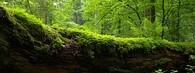 bělověžský prales