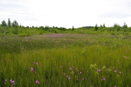 Miliony orchidejí vyrostly na mokřadu v kanadském parku Adirondack, který vznikl na odpadech z obrovského povrchového dolu na železo.