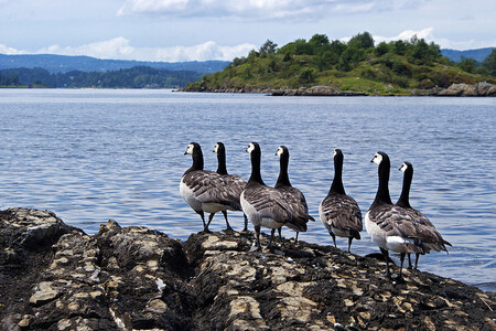 Tak co, holky, dáme si ještě kolečko? Na snímku bernešky bělolícé. Tak co, holky, dáme si ještě kolečko? Na snímku bernešky bělolícé.