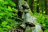 K rozkladu mrtvých stromů v lese významně přispívají i houby obecně označované jako choroše. Na padlém kmeni buku u potoka Mazák si můžete prohlédnout desítky dřevokazných troudnatců