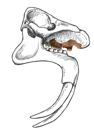 Rekonstrukce lebky zástupce druhu Deinotherium proavum. Délka zachované části čelisti z lokality Madunice je přibližně 70 cm, celá lebka mohla dosáhnout délku až 150 cm. Neúplná čelistní kost, skládající se ze dvou fragmentů, je uložená ve sbírce Slovenského národního muzea – Přírodovědného muzea v Bratislavě, izolovaná třetí vrchní stolička (poslední zub v řadě) je vystavená v archeologické expozici Balneologického muzea v Piešťanech.