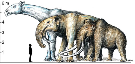 Porovnání velikosti Deinotherium proavum z Madunic, mamuta stepního (Mammuthus trogontherii) a nosorožce (rod Indricotherium). Tito živočichové se reálně nikdy nemohli střetnout. Žili v odlišných geologických obdobích a částečně i v jiných geografických oblastech Euroasie. Matúš Hyžný Naše příroda 1000 x 478