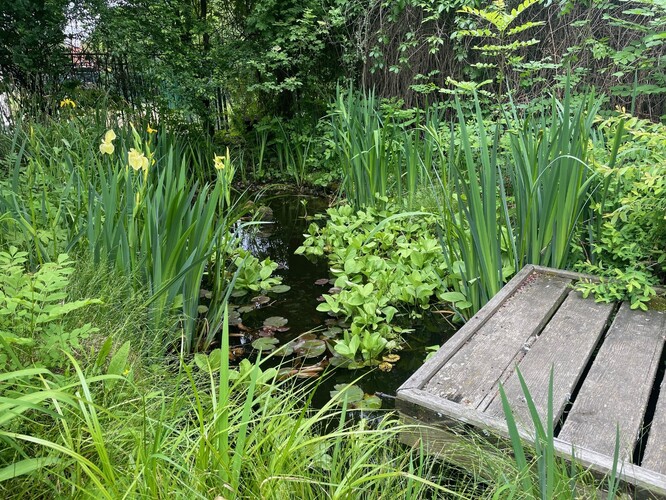 Jezírko - nedílná součást správné Živé zahrady. Jezírko - nedílná součást správné Živé zahrady.