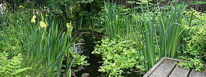Jezírko - nedílná součást správné Živé zahrady. Foto: Petr Stýblo ČSOP Jezírko - nedílná součást správné Živé zahrady. Foto: Petr Stýblo ČSOP