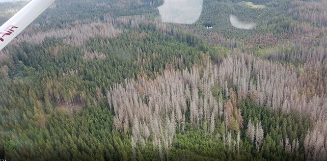 Bezzásahové území v NPR Rejvíz v Jeseníkách. Bezzásahové území v NPR Rejvíz v Jeseníkách.