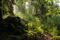 Bezzásahový les na Šumavě