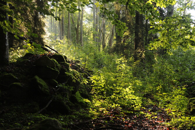 Bezzásahový les na Šumavě není pouze smrkový.