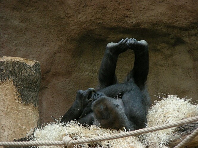 Gorila v pražské zoo.