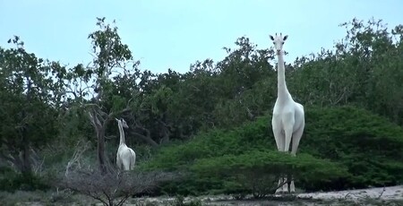 Matku a mládě objevili pracovníci rezervace ve východní Keni. Bílé žirafy ochránci přírody v Africe zaznamenali už potřetí, kromě chráněné oblasti v Keni se objevily například i v národním parku v Tanzanii.