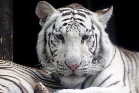 Dvě tříleté samice bílého tygra ve středu přibyly v liberecké zoo. Zahrada totiž poskytla dočasné útočiště tygřicím zabaveným ČIŽP. / Ilustrační foto