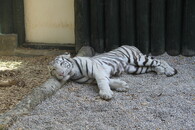 Bílý tygr v liberecké zoo