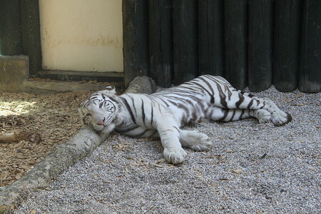 K nejoblíbenějším zvířatům v Liberci patří bílí tygři, sloni, lachtani, pandy červené nebo šimpanzi. / Na obrázku bílý tygr v liberecké zoo.