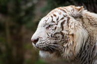 bílý tygr