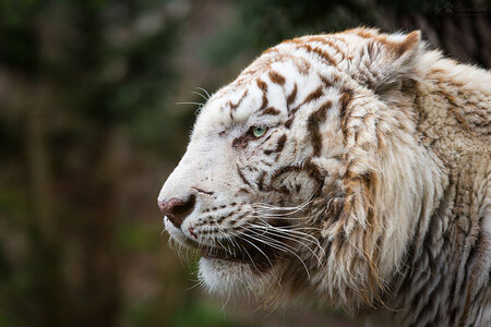 Bílé formy tygrů, lvů nebo gepardů jsou divácky atraktivní a skutečně jejich přítomnost v zoologické zahradě zvyšuje příjmy, ale v zásadě jde jen o propagaci „fenotypově aberantních“, tedy nenormálních zvířat.
