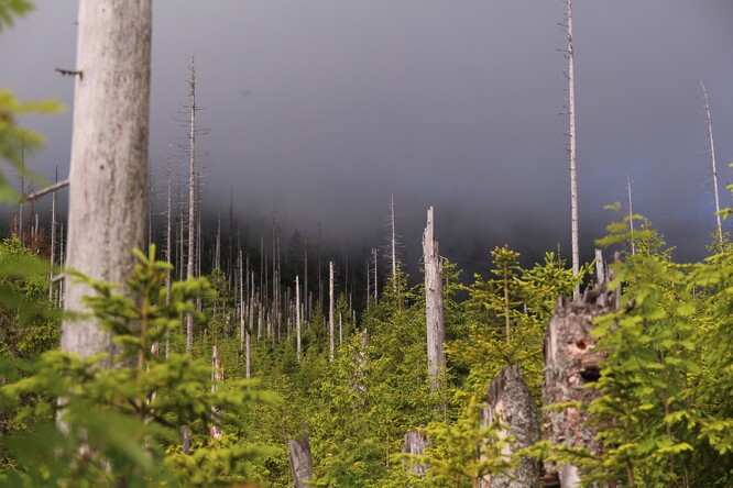 Biomonitorační plocha pod Kamenným mořem u Plešného jezera. Biomonitorační plocha pod Kamenným mořem u Plešného jezera.