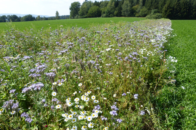 Biopás vysetý na orné půdě představuje atraktivní zdroj potravy pro samotářské včely i další hmyz.