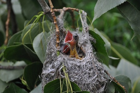Zachraňovat ptačí mláďata vypadlá z hnízda je do značné míry bláhové, naivní a může být i vyloženě škodlivé. / Ilustrační foto