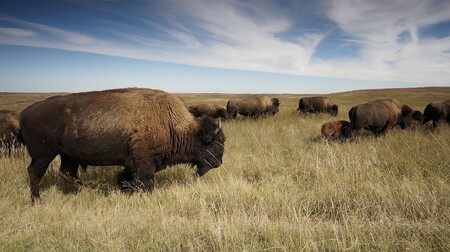 V okolí Českého Rudolce na Jindřichohradecku se ve volné přírodě stále pohybuje 12 bizonů, kteří v polovině dubna utekli z nedaleké farmy. / Ilustrační foto