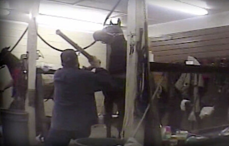 Snímek ze skryté kamery ukazuje Jackieho McConnella, jak bije koně dřevěnou tyčí.