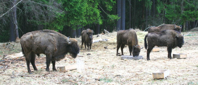 Jedním z míst, kde zubři kdysi žili, je i okolí Ralska. Vojenské lesy tam před deseti lety přivezly pětiletého býka, tři krávy a jednu jalovici z Bělověžského národního parku v Polsku.