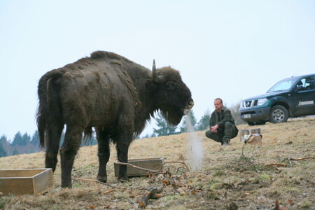 Perspektiva na snímku trochu mate - ale i tak je zubří býk opravdu velký. Za ním je oborník Miloslav Zikmund.