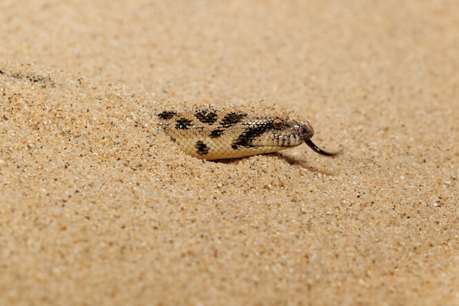 Hroznýšek tatarský vyhlíží z písku.