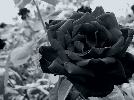 Černá růže, jíž se také říká Arabská nevěsta či Arabská kráska, rostla v obci Halfeti na jihovýchodě Turecka. V roce 2000 ale byla tato obec kvůli výstavbě přehrady téměř celá zatopena. Její obyvatelé si vzácné růže vzali s sebou do nového města.