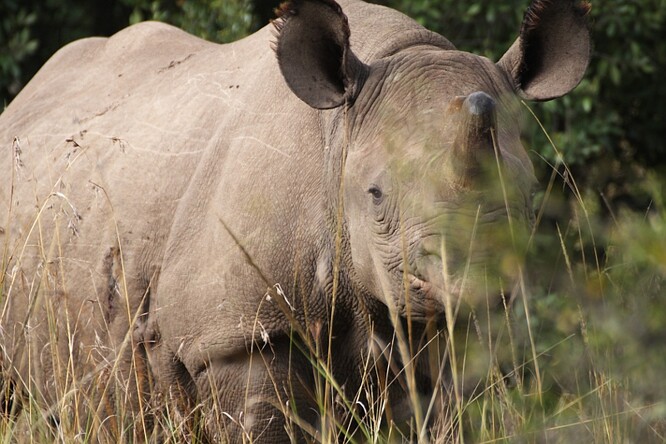 Nejvýznamnějšími přesuny byl postupný převoz devíti kriticky ohrožených nosorožců dvourohých východních do Tanzanie a Rwandy.
